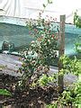 krvn4lvro|Krv – Wikipedija.